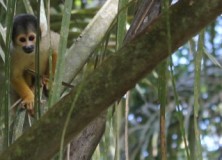 L’Amazonie comme on en rêvait