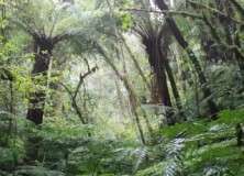 Amboró et Torotoro, retour au Jurassique